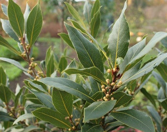 13 Dried bay leaves for abundance and wishing rituals - voodoo hoodoo santeria - wicca - witch - altar - green magic