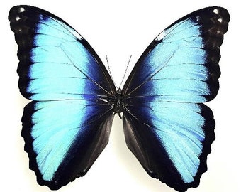 Morphidae – montiert – Morpho deidamia mariae – Insekten für Ihre Kunstprojekte oder Entomologie-Sammlung