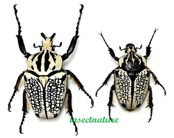 Goliathus goliatus apicalis 80mm CONGO（Goliath Beetle 80mm