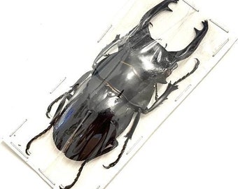 Unmounted - Lucanidae Odontolabis stevensi 79mm!! - Insects for your art projects or entomology collection