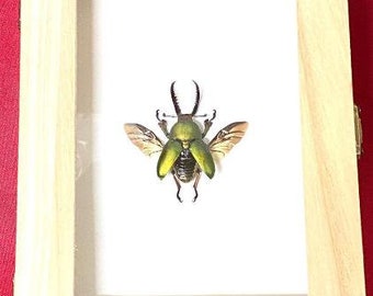 Lucanidae Laprima adolphinae - stag beetle framed in wooden box