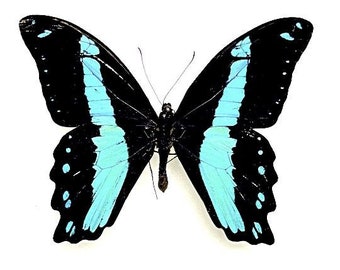 Mounted - Papilio bromius from Cameroon - Insects & Butterflies for your art projects or entomology collection