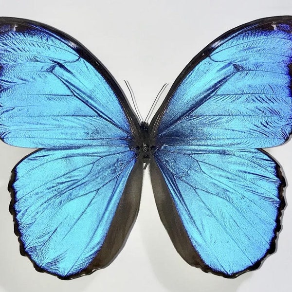 Morphidae – montiert – männlicher Morpho didius aus Peru – Insekten für Ihre Kunstprojekte oder Entomologie-Sammlung