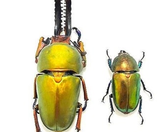 THE BEST PRICE!! Wholesale - x10 pair - Lucanidae Laprima adolphinae - Insects for your art projects or entomology collection