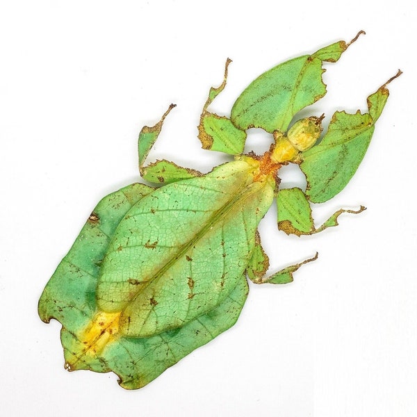 Giant Malaysian Leaf Insect Phyllium Giganteum - Insects for your art projects or entomology collection