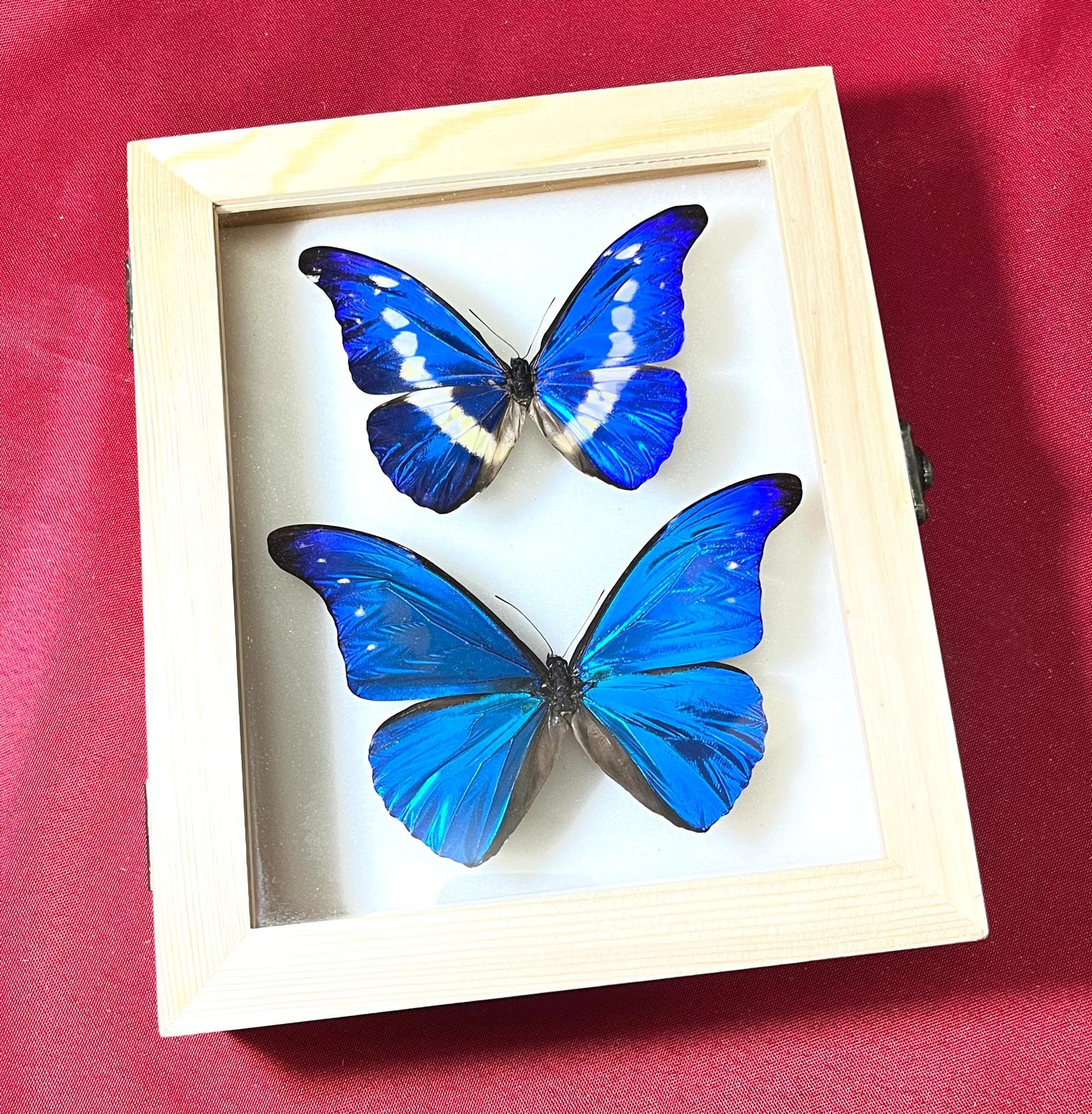 Morpho rhetenor helena - Etsy 日本