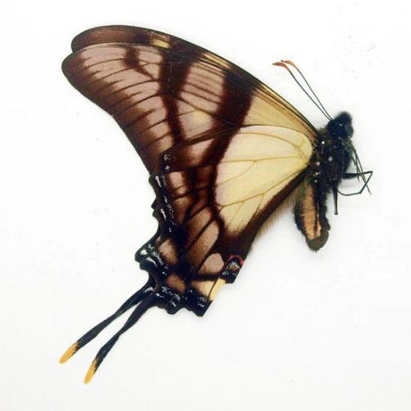 Unmounted - Eurytides serville from Peru - Insects for your art projects or entomology collection