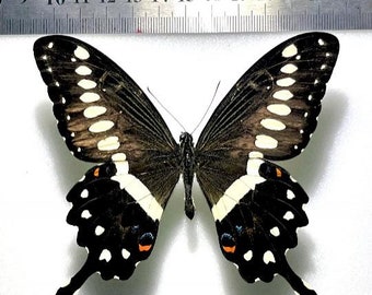 Mounted - Papilio lormieri from Cameroon - Insects & Butterflies for your art projects or entomology collection