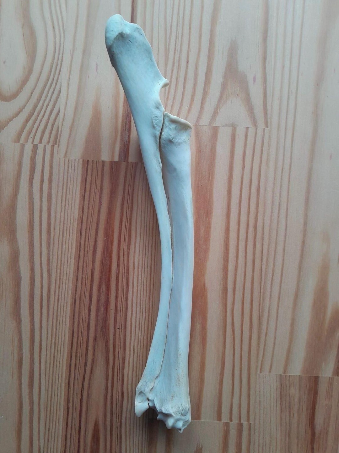 Deer Leg Radius Bone, Ethically Sourced, UK Foraged, B Grade Skull ...