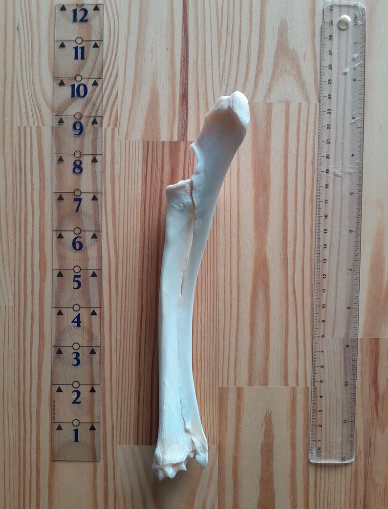 Deer Leg Radius Bone, Ethically Sourced, UK Foraged, B Grade Skull ...