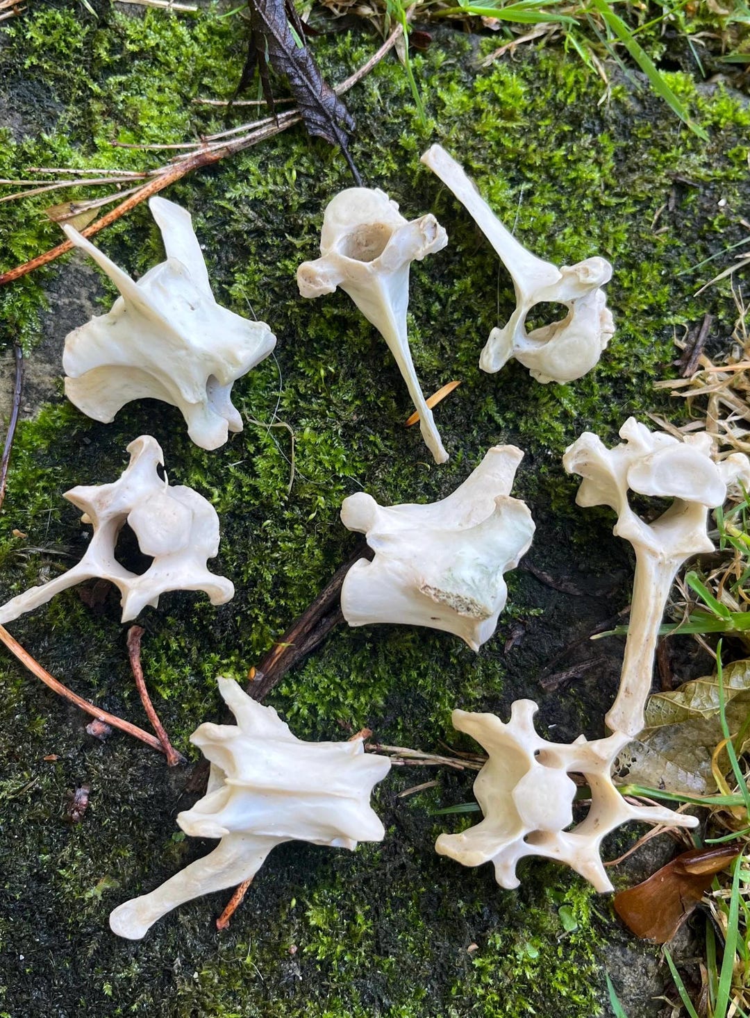 10 Mammal Vertebrae Spine Bone Bundle, Ethically Sourced, UK Foraged, B ...