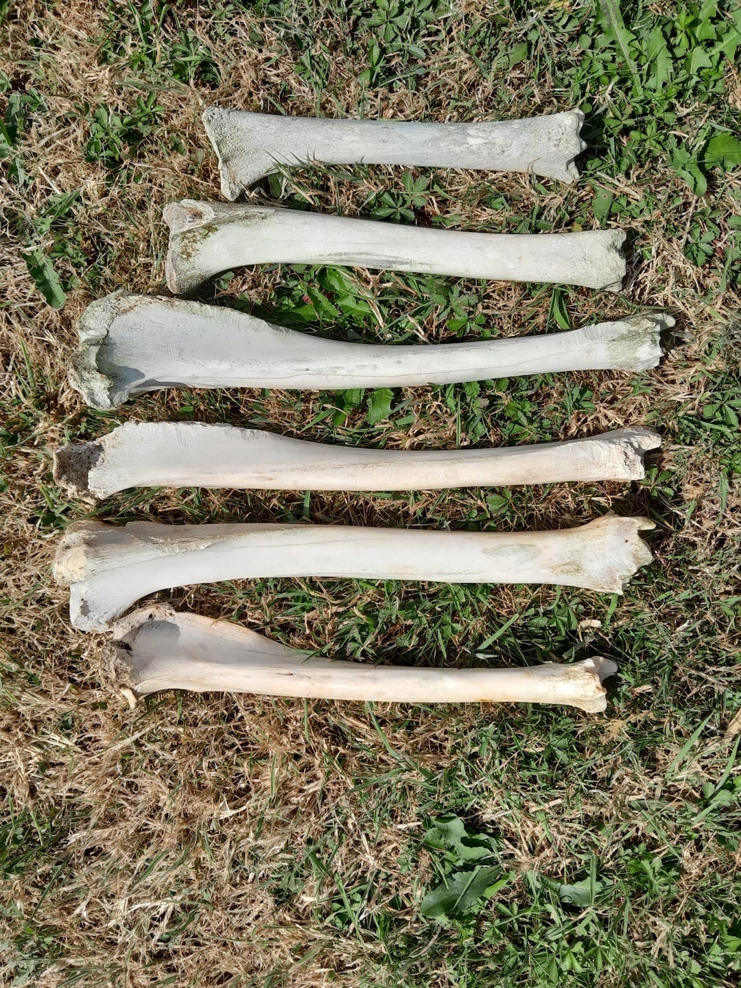 Deer Leg Tibia Bone, Ethically Sourced, UK Foraged, B Grade Skull Bones ...