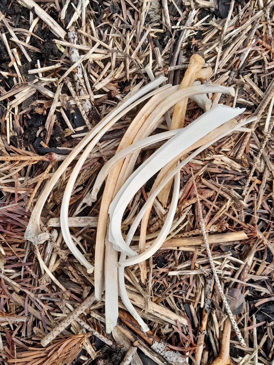 10 Deer Rib Bone Bundle, Ethically Sourced, UK Foraged, B Grade Bones ...