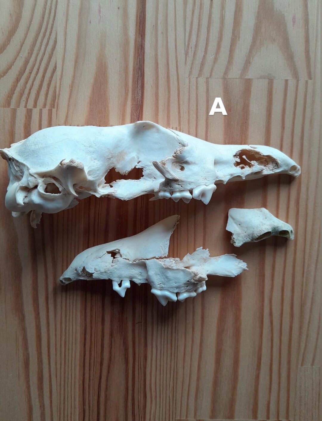 Broken Fox Skull Piece Bone Bundle, Ethically Sourced, UK Foraged, B ...