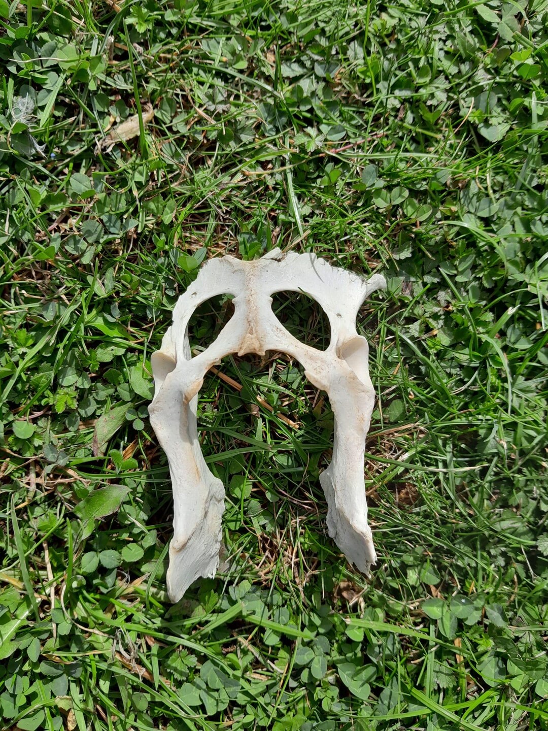 Buy Real Fox Hip Bones, Ethically Sourced, UK Foraged, B Grade Skull ...