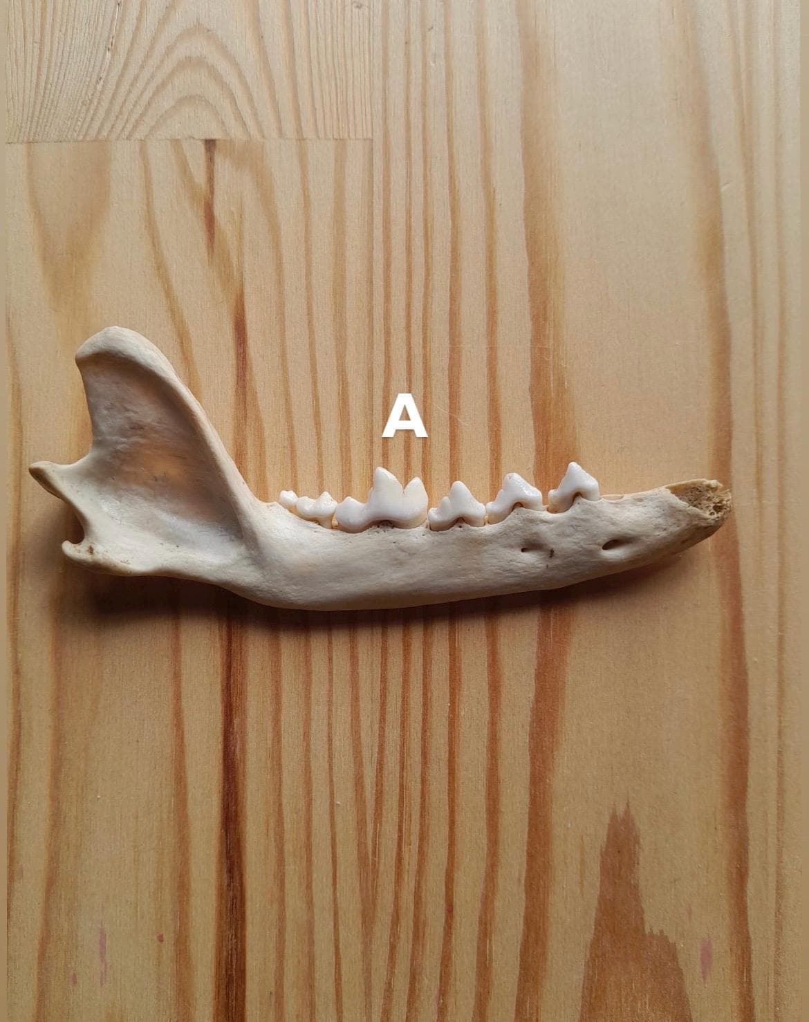 Wild Fox Mandible Jaw Bone, Ethically Sourced, UK Foraged, B Grade