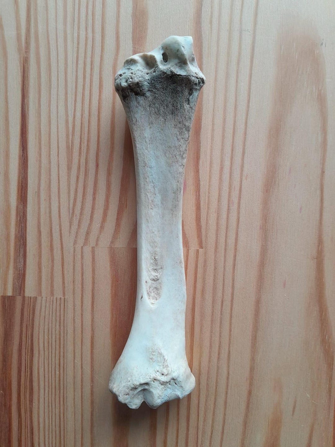 Sheep Leg Radius Bone, Ethically Sourced, UK Foraged, B Grade Skull ...