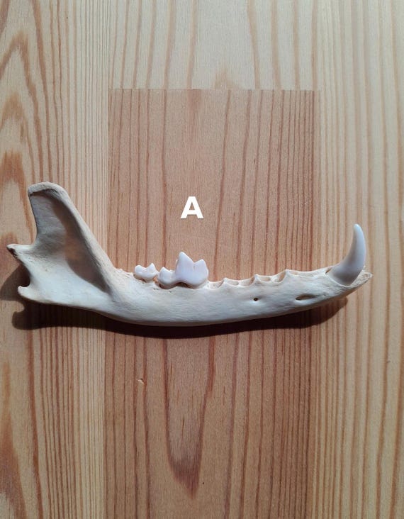 Wild Fox Mandible Jaw Bone, Ethically Sourced, UK Foraged, B Grade