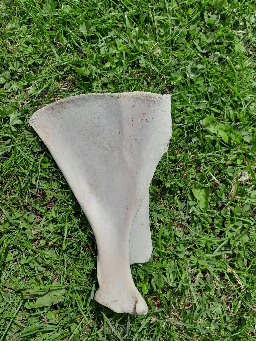 Sheep Scapula Shoulder Blade Bone, Ethically Sourced, UK Foraged, B ...