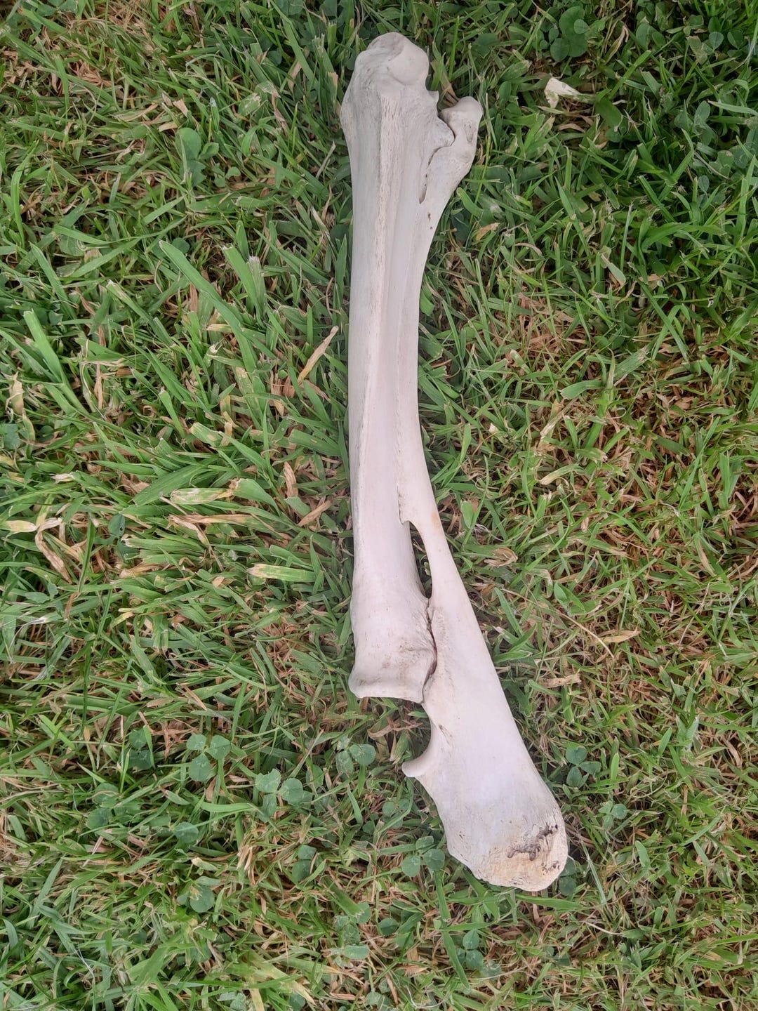 Sheep Leg Fibula Bone, Ethically Sourced, UK Foraged, B Grade Skull ...