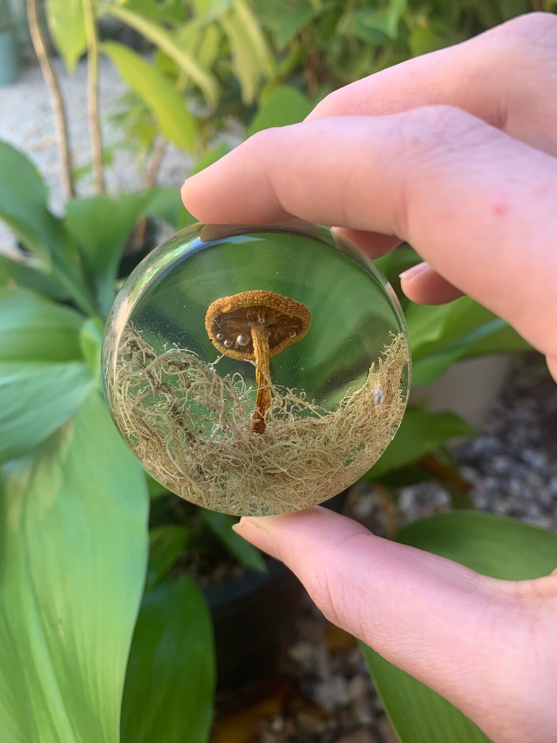 Real Mushroom and Moss Preserved in Resin Etsy