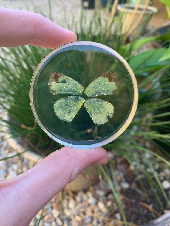Real Butterfly Preserved in Resin Etsy