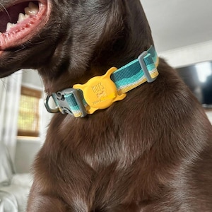 May include: A brown dog wearing a blue, green, and yellow striped dog collar with a yellow tag that says "MILES 704-444-....".