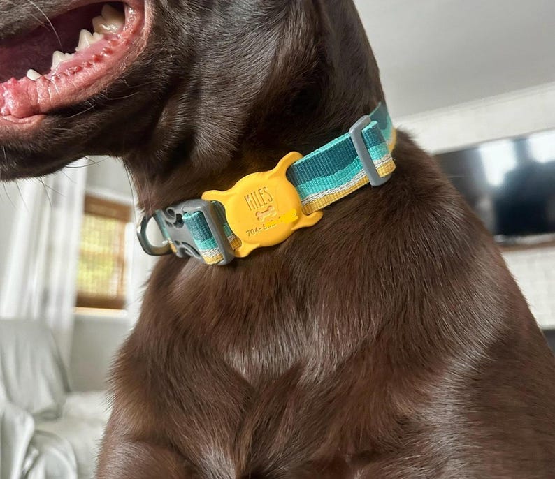 May include: A brown dog wearing a blue, green, and yellow striped dog collar with a yellow tag that says "MILES 704-444-....".