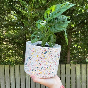 Indoor Pot Plant -  Milkshake Terrazzo