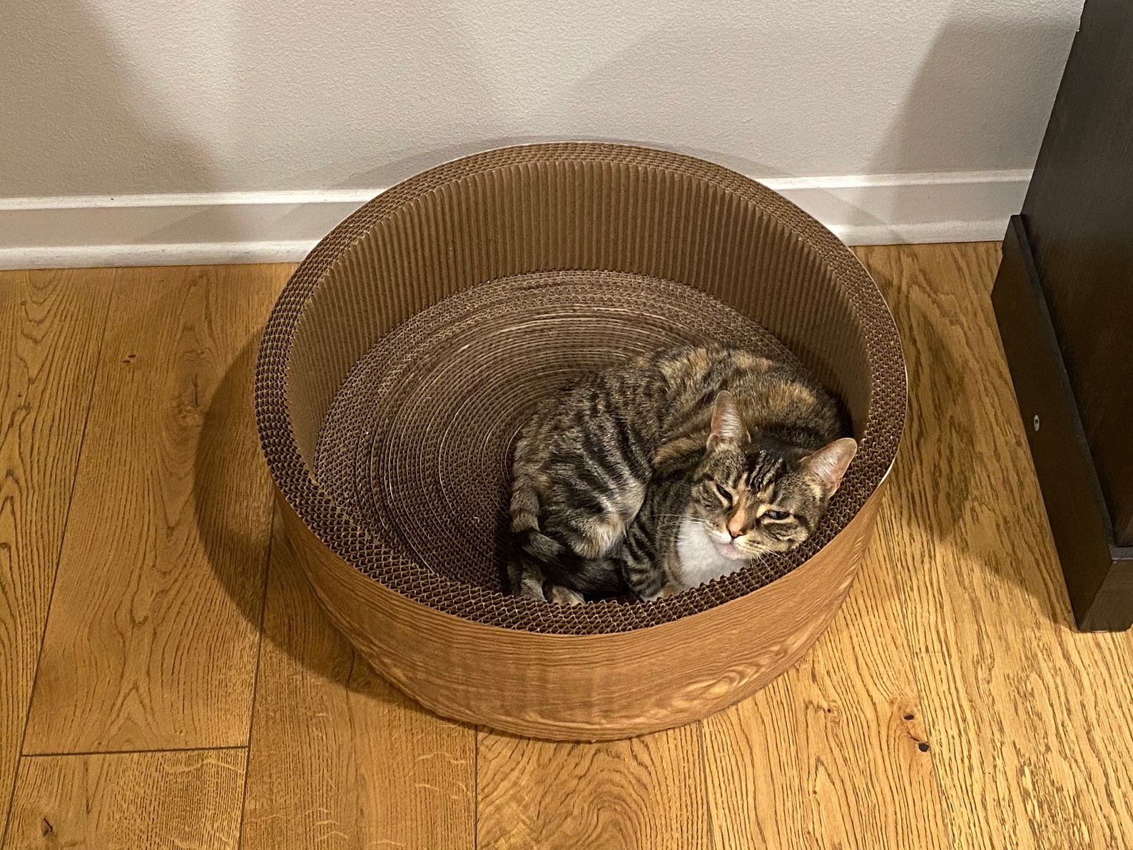 Extra Large Cat Scratcher Bed Round Corrugated Cardboard Etsy