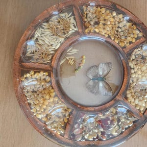 May include: A round wooden tray with eight compartments filled with different types of seeds and a butterfly in the center.