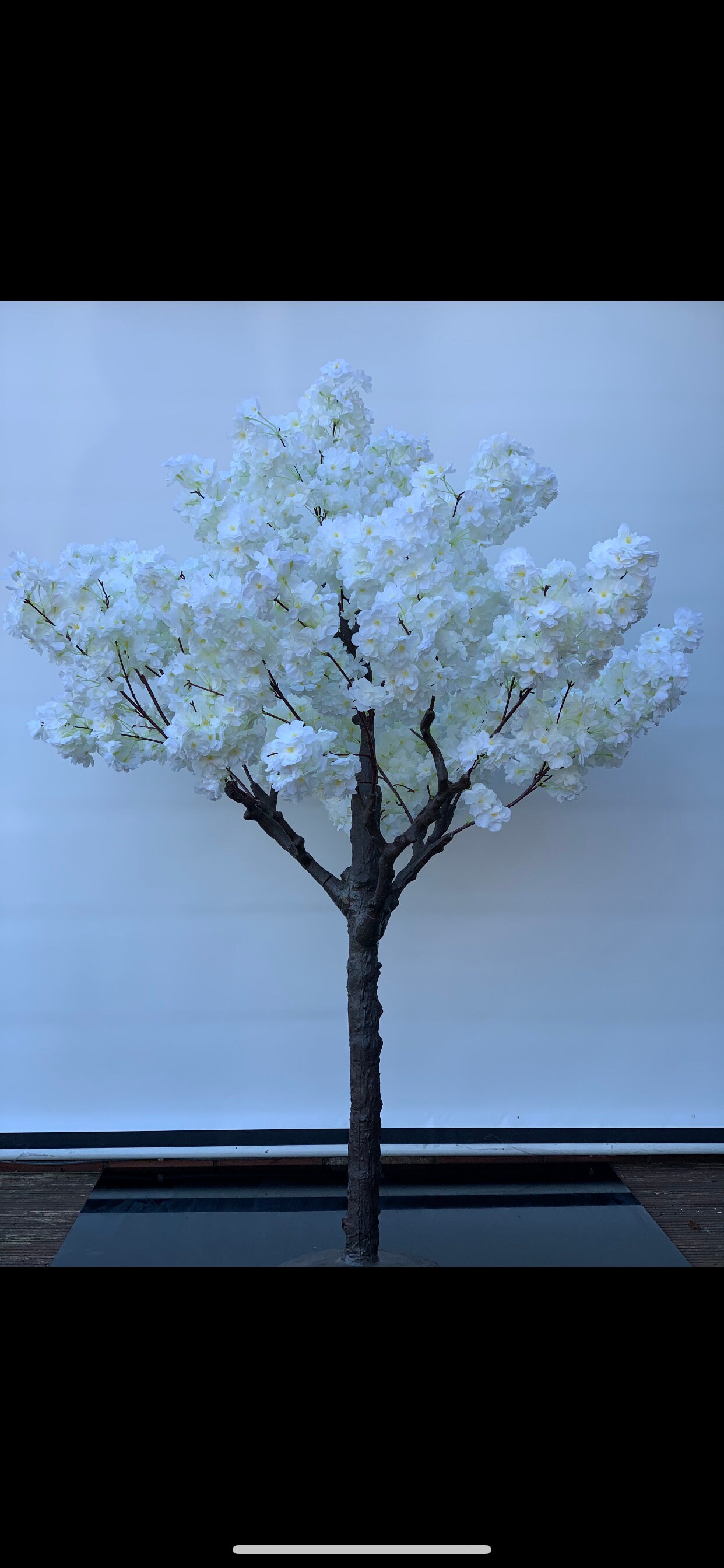 RENT & RETURN White Blossom Trees Etsy