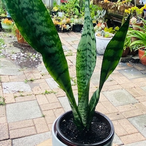 Snake Plants, Sansevieria Zeylanica ,  in 12”-15 Long live