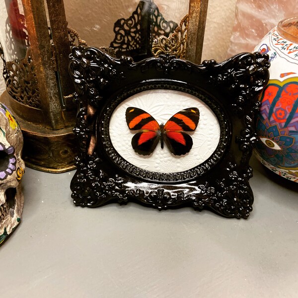 Callicore Cynosura Butterfly in Beautiful Italian Frame