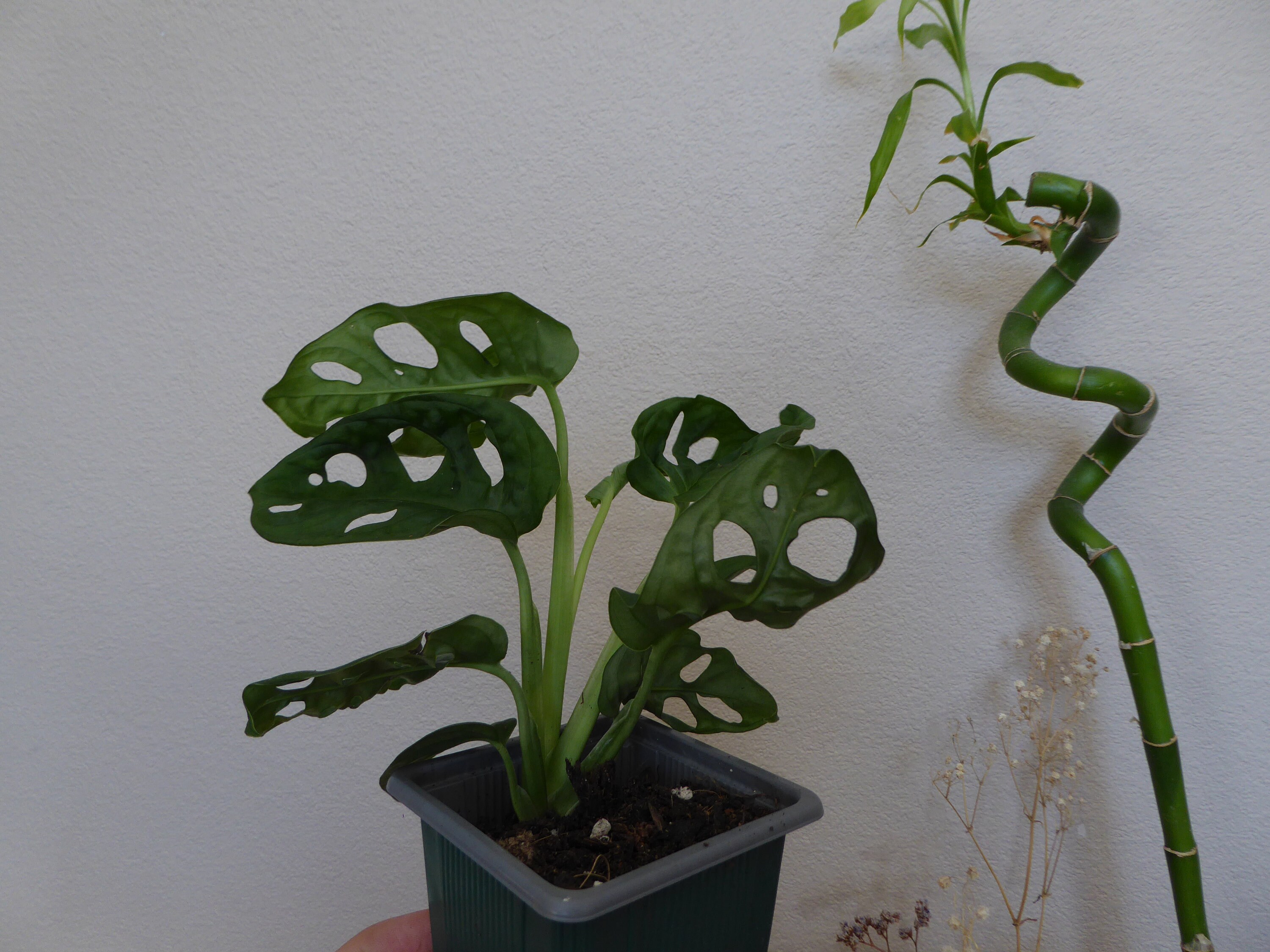 Monstera adansonii 18cm monkey mask monkey face plant Etsy
