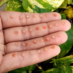 Naturlig solsten 3 MM rund cabochon platt baksida lös ädelsten för smyckestillverkning bild 9