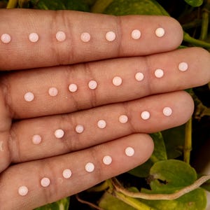 May include: A close-up shot displays numerous small, round, pale pink gemstones. The gemstones are arranged in rows on a person's hand, with a green leafy background. The gemstones appear to be pearls or similar beads.