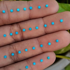 Peut inclure: Gros plan sur une main tenant plusieurs petites perles rondes de couleur turquoise. Les perles sont espacées uniformément sur les doigts et la paume, mettant en valeur leur couleur vive et leur texture lisse. L'arrière-plan est flou.