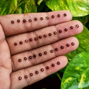 Puede incluir: Primer plano de una mano que muestra numerosas piedras preciosas pequeñas, redondas y de color ámbar. Las piedras preciosas están espaciadas uniformemente a través de los dedos, mostrando su apariencia pulida y transparente. El fondo presenta follaje verde.