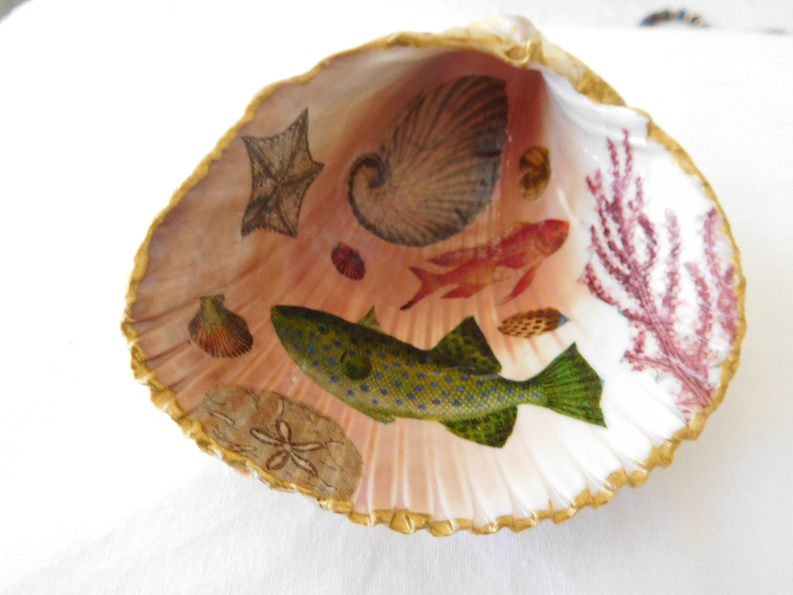 Seashell Decoupage with Sea Life Etsy