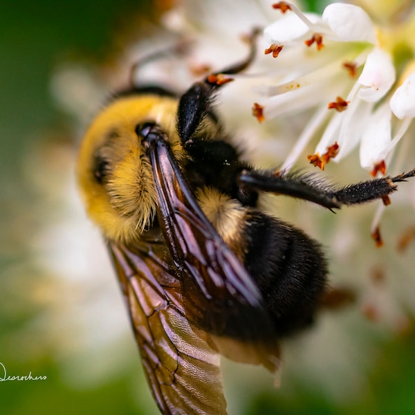 Bumblebee Macro, Macro Bee, Photo of Bumblebee, Bumblebee Close Up, Bumblebee Photo, Art Print Bee, Bee Photo, Bumblebee, Bumblebee Art