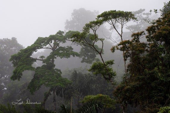 Costa Rica Rainforest, Misty Jungle, Rainforest Rainy Season, Mist and  Clouds, Rainforest Silhouette, Jungle Canopy, Rainforest Landscape