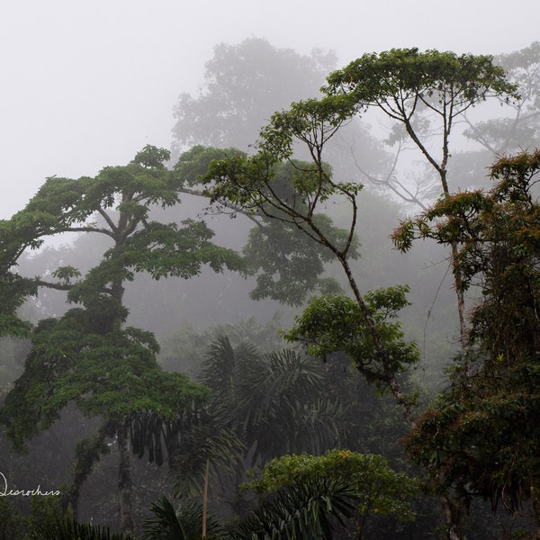 Costa Rica Rainforest, Misty Jungle, Rainforest Rainy Season, Mist and Clouds, Rainforest Silhouette, Jungle Canopy, Rainforest Landscape