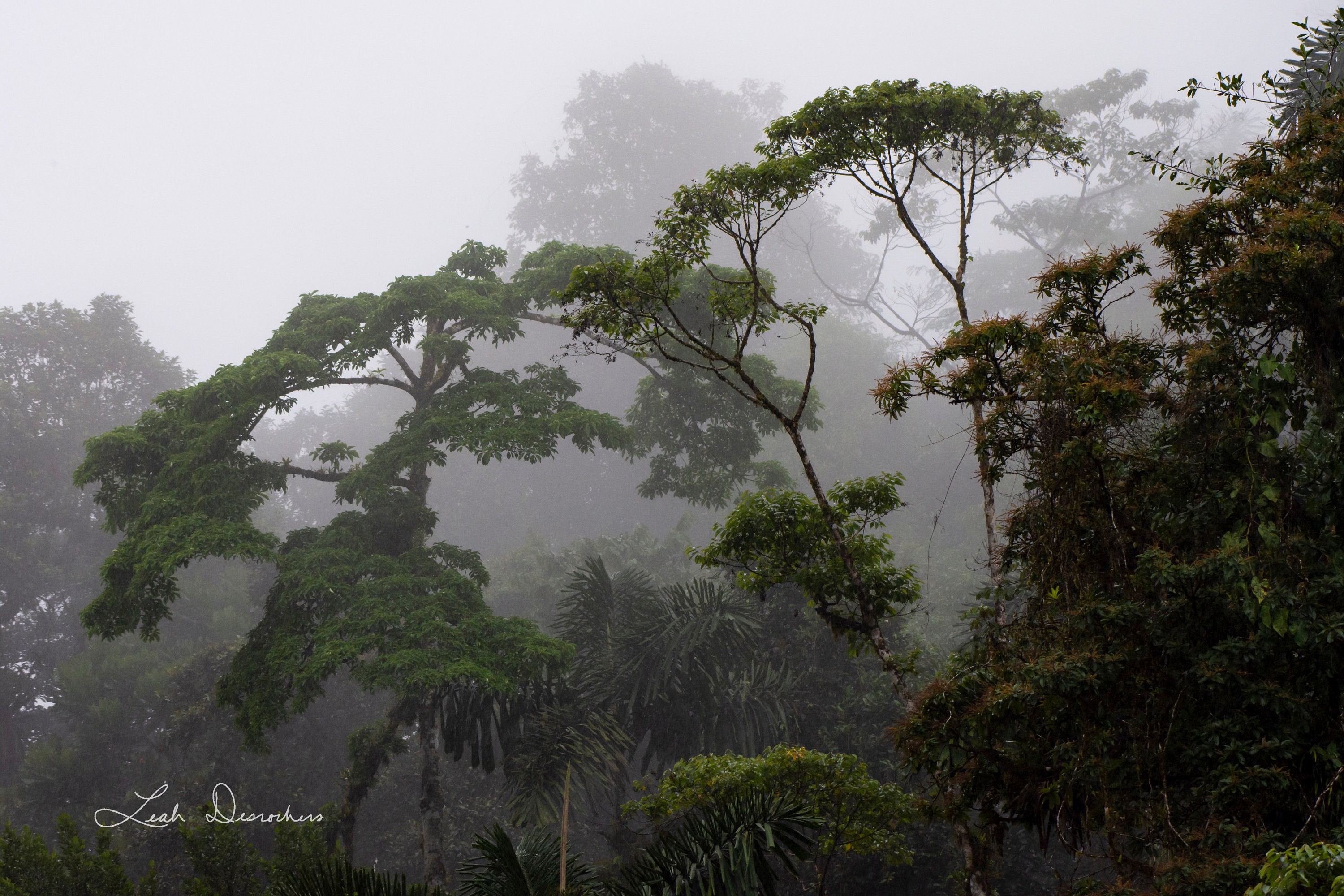 Misty Cloud Forest In Costa Rica Stock Photo - Download Image Now