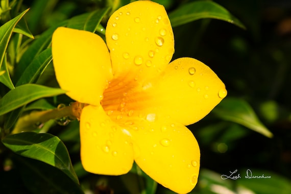 Costa Rican Rainforest Flowers