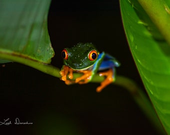 Red-Eyed Tree Frog, Frog Portrait, Costa Rica Wildlife, Rainforest Animal Print, Frog Print, Rainforest Frog, Jungle Frog, Costa Rica Print