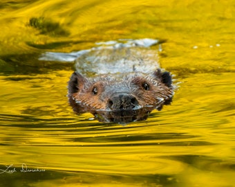 American Beaver, Beaver in Water, Beaver Photo, Photo of Beaver, Wildlife Photo, Wildlife Print, Spring decor wall art
