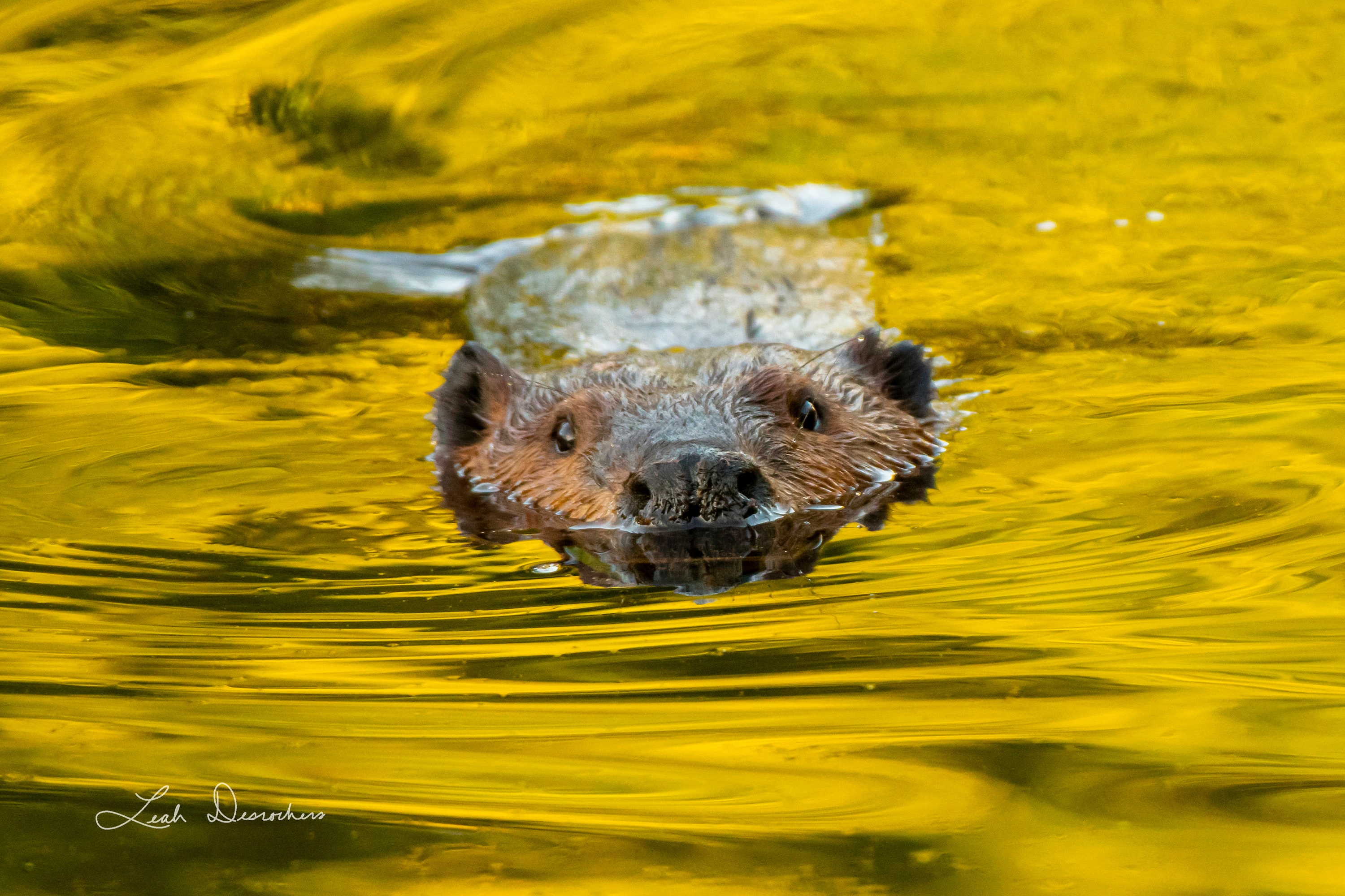 Beaver in Water Beaver Photo Wildlife Print American Beaver Photo of ...