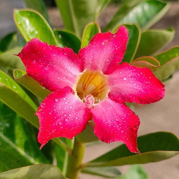 Adenium Obesum Bonsai Plant Seeds | Desert Rose Flower Seeds Packet | Japanese Frangipani Flower Seeds | Mix Colors