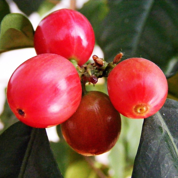 Arabica Racemosa Coffee Bean Seeds | Racemosa Coffea Plant Seeds Packet | Coffee Plant Seeds Canada